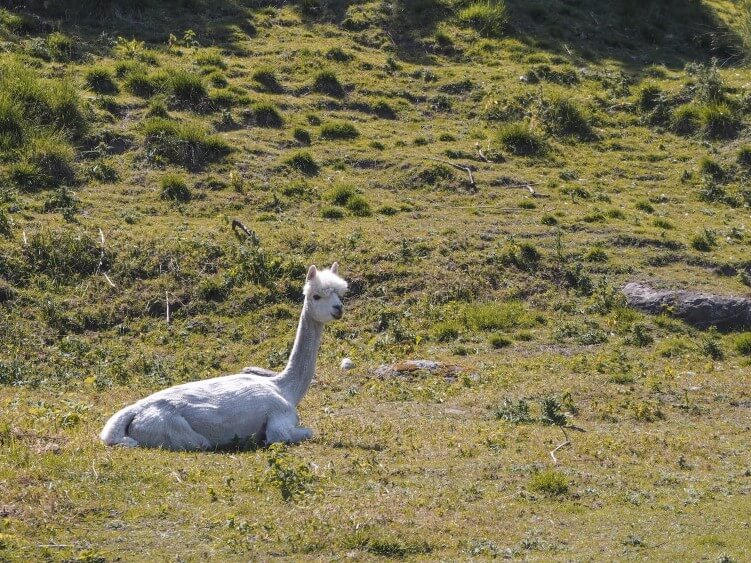 a white alpaca relaxing in the meadow on a sunny summer day on the Swedish island of Hven