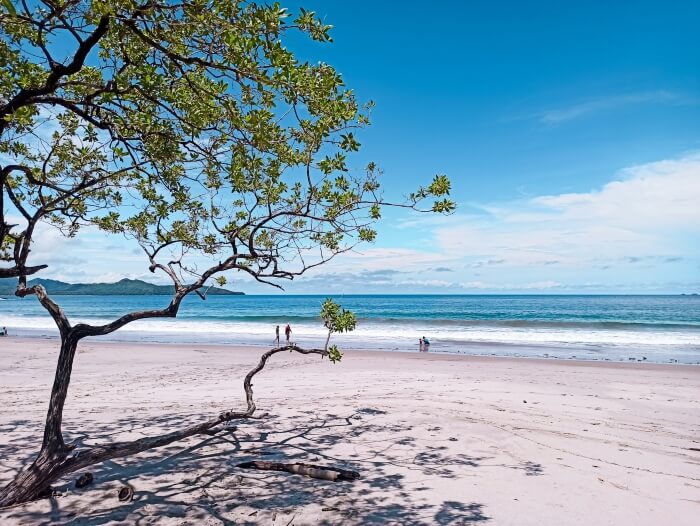 Clear skies, fine sand and a lonely tree on Playa Flamingo, a beach you shouldn't miss if you have 10 days in Costa Rica