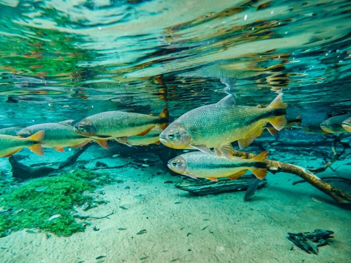piraputanga fish swimming in the crystalline water of Prata river in Bonito, one of the best places to include in your 10 day Brazil itinerary