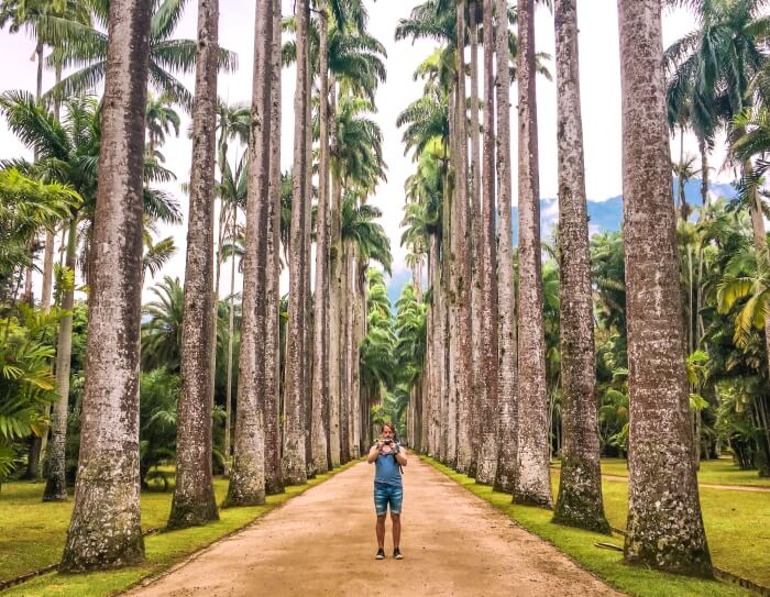 a man standing on a path lined with towering palm trees in Rio de Janeiro Botanical Garden