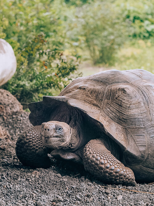 Visiting the El Chato reserve to admire giant tortoises is one of the best Galapagos land based tours to take