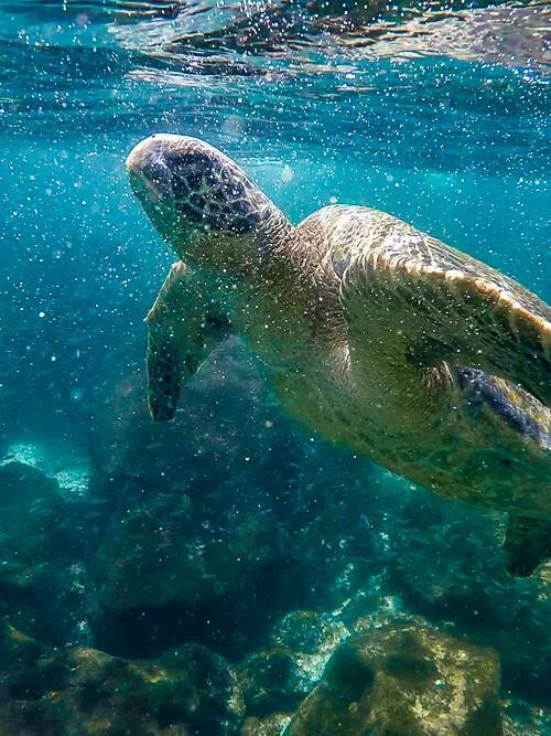 a sea turtle in the blue waters of Muelle Tijeretas at San Cristobal Island.