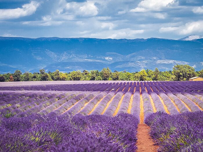 A field with rows of purple lavender in Valensole, a mandatory stop on every Provence road trip