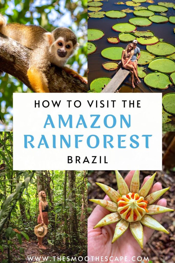 When Is The Best Time To Visit The  Rainforest In Brazil? -  Rainforest Cruises