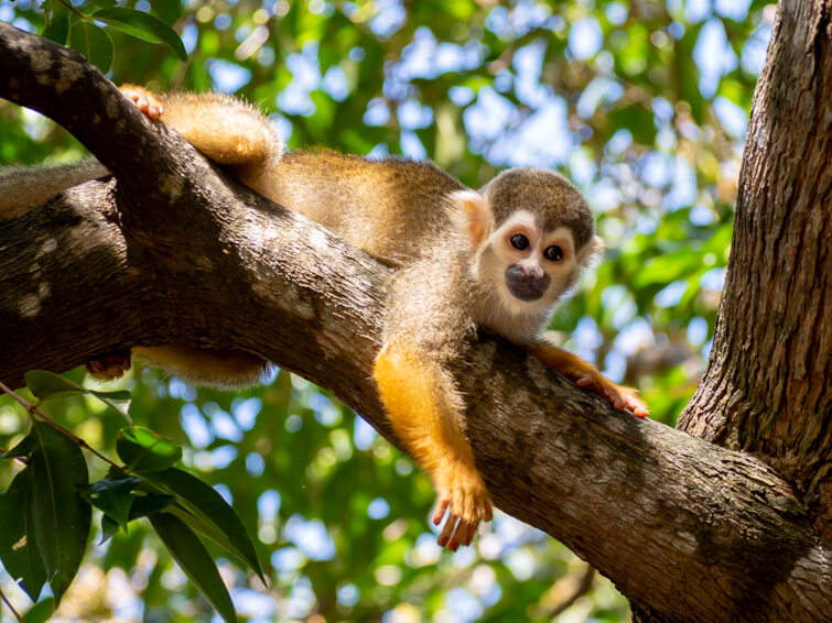 How to visit the Amazon rainforest in Brazil: A complete guide