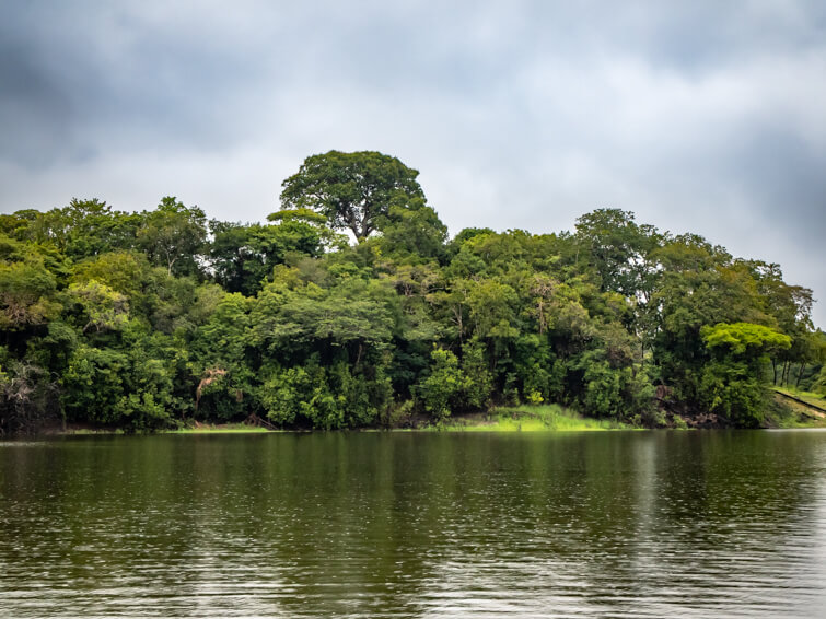 Lush green rainforest on the shores of  a river near Manaus in the Brazilian Amazon.