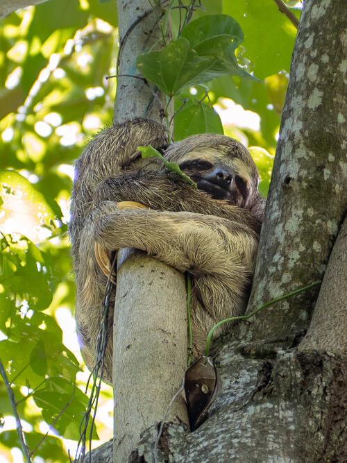 A sloth hugging a tree; one of the most common animals to see in the Amazon rainforest in Brazil