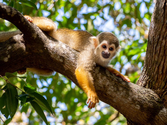 amazon forest monkeys