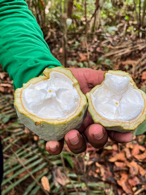 a man holding wild cacao fruit with white flesh in his hand
