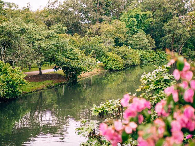 A river surrounded by lush vegetation and a tree with pink flowers in the foreground in Ibirapuera Park, one of the best places to visit in Sao Paulo.