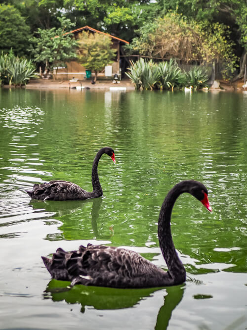 Two black swans swimming in a lake in Ibirapuera Park.