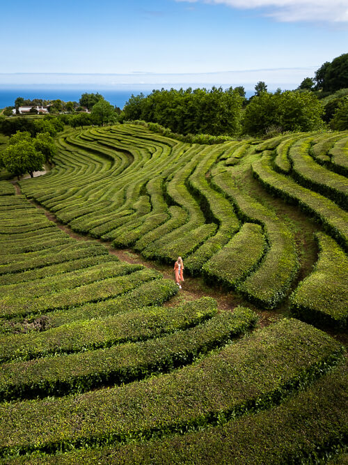 Me walking through the bright green tea plantation of Cha Gorreana on Sao Miguel Island