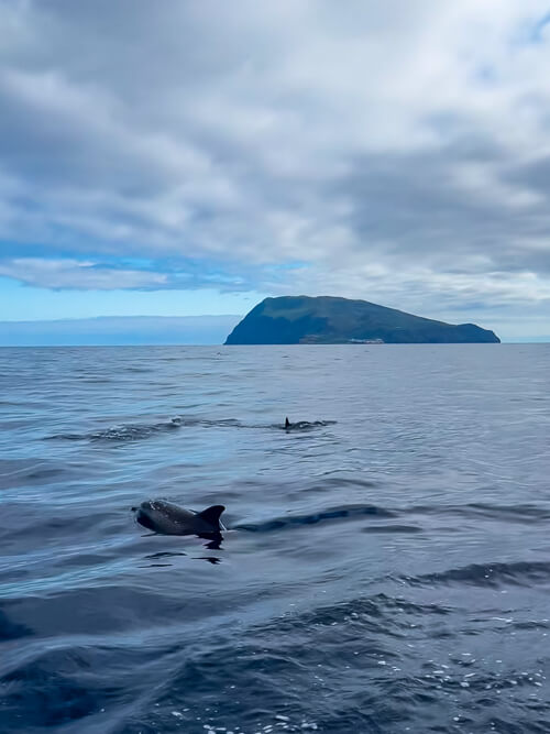 Two dolphins swimming on the surface of the sea during our boat tour, with Corvo Island in the background.