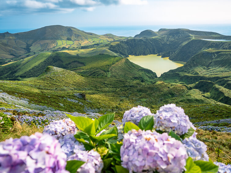 A view of the jagged green landscapes of Flores with a field of purple hydrangeas in the foreground