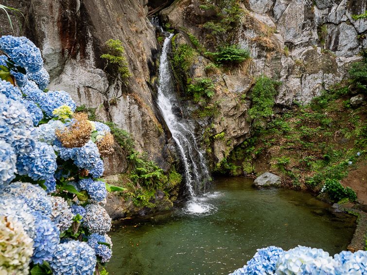 The narrow Cascata do Limbo waterfall and its plunge pool with crystal clear water, surrounded by blue hydrangeas.