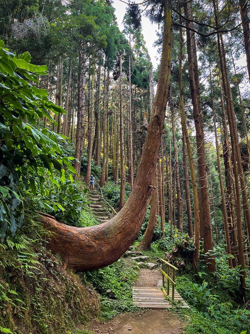 A large crooked pine tree leaning over the Moinho do Felix hiking trail on Sao Miguel Island.