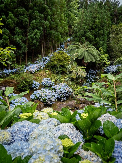 A steep mountainside covered with countless blue hydrangeas and green vegetation at Parque dos Moinhos.