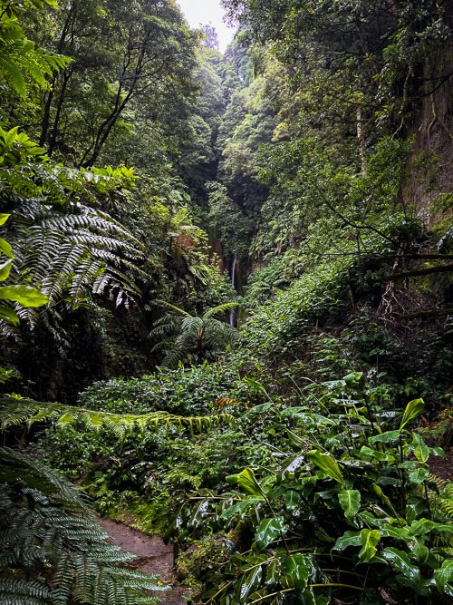 Dense tropical vegetation surrounding the hiking trail to Salto do Rosal waterfall.