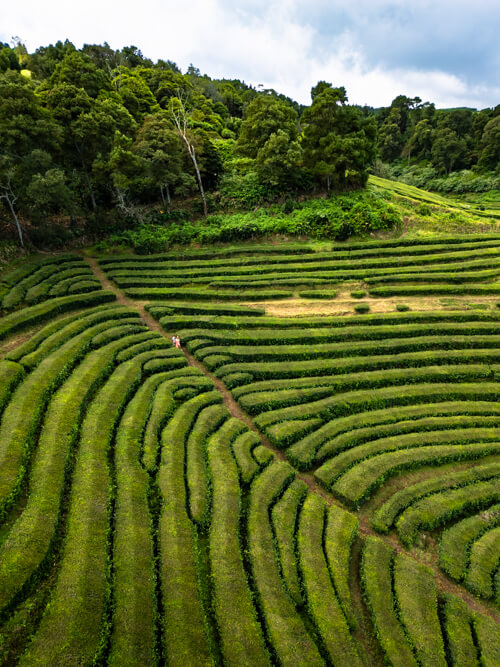 Green terraced tea fields at Gorreana tea plantation.