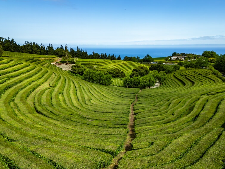 Rows of bright green tea plants forming wavy patterns at Cha Gorreana Tea Plantation. 