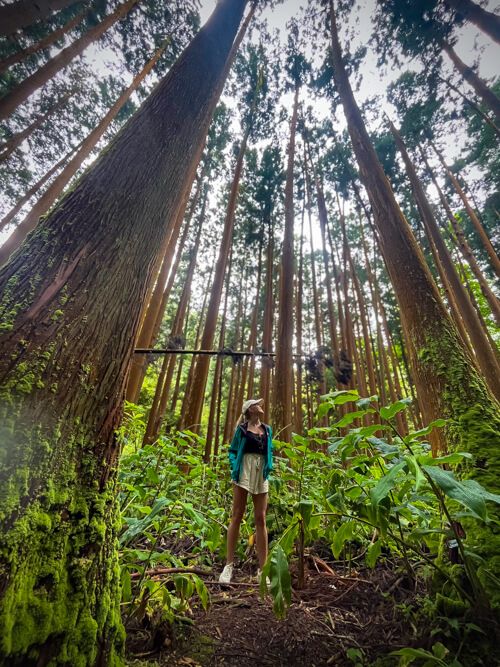 Me standing among towering trees in a cedar forest at Mata-Jardim José do Canto Park.