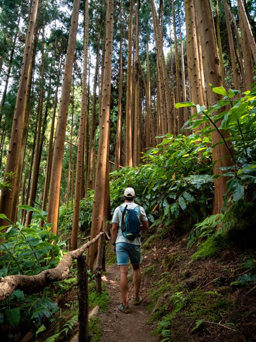 My husband standing among towering trees and lush vegetation on the Moinho do Felix trail, one of the best hikes in Sao Miguel.