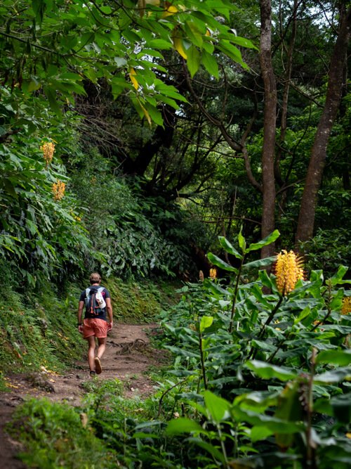 My husband walking the Sanguinho trail surrounded by lush vegetation and yellow flowers.