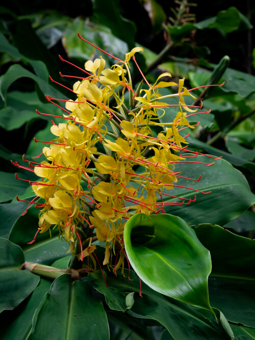 A large yellow flower blooming on the side of the Salto do Prego hiking trail in the Azores.