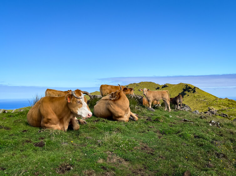 A group of brown cows lying in the grass on the rim of Caldeirao Volcano crater.