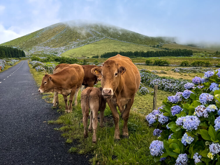 Brown cows standing on the side of the road - a common sight when driving in Flores, Azores.