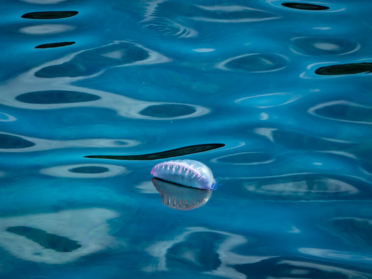 A Portuguese man o' war floating on the surface of the water in Flores, Azores.